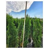 Emerald Green Arborvitae 5 Emerald Green Arborvitae 5