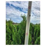 Emerald Green Arborvitae 5 Emerald Green Arborvitae 5
