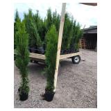Emerald Green Arborvitae - 3 Emerald Green Arborvitae - 3
