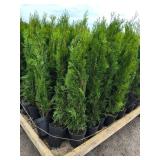 Emerald Green Arborvitae - 3 Emerald Green Arborvitae - 3