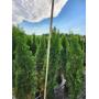 Emerald Green Arborvitae 5' - 6'