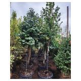 Greenspire Linden 2.5" B&B Greenspire Linden 2.5" B&B