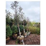 Pink Spire Crabapple 2" B&B Pink Spire Crabapple 2" B&B