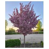 Pink Spire Crabapple 2" B&B Pink Spire Crabapple 2" B&B
