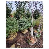 Meyers Spruce 5 Meyers Spruce 5