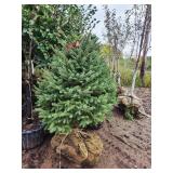 Meyers Spruce 5 Meyers Spruce 5