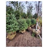 Meyers Spruce 5 Meyers Spruce 5