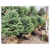 Meyers Spruce 5 Meyers Spruce 5