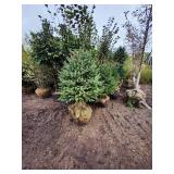 Meyers Spruce 5 Meyers Spruce 5