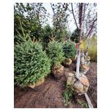 Meyers Spruce 5 Meyers Spruce 5