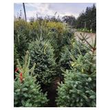 Meyers Spruce 6 Meyers Spruce 6