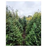 Meyers Spruce 6 Meyers Spruce 6