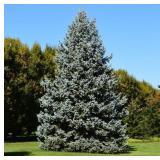 Meyers Spruce 6 Meyers Spruce 6