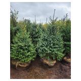 Meyers Spruce 6 Meyers Spruce 6