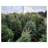 Meyers Spruce 6 Meyers Spruce 6