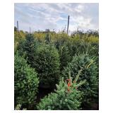 Meyers Spruce 6 Meyers Spruce 6