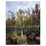 Japanese Lilac 1.5" Japanese Lilac 1.5"