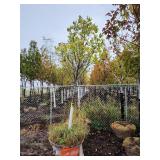 Japanese Lilac 1.5" Japanese Lilac 1.5"