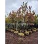 Autumn Blaze 2.5" B&B Trees