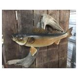 Fabulous! Walleye Mount! Fabulous! Walleye Mount!