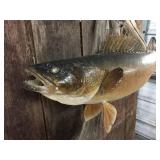 Fabulous! Walleye Mount! Fabulous! Walleye Mount!