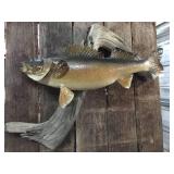 Fabulous! Walleye Mount! Fabulous! Walleye Mount!