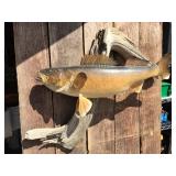 Fabulous! Walleye Mount! Fabulous! Walleye Mount!