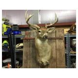 Impressive White Tail Buck Mount! Impressive White Tail Buck Mount!