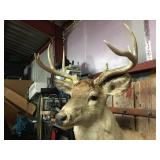 Impressive White Tail Buck Mount! Impressive White Tail Buck Mount!