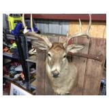 Impressive White Tail Buck Mount! Impressive White Tail Buck Mount!