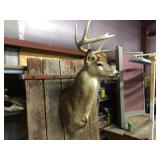 Impressive White Tail Buck Mount! Impressive White Tail Buck Mount!