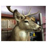 Impressive White Tail Buck Mount! Impressive White Tail Buck Mount!
