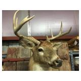 Impressive White Tail Buck Mount! Impressive White Tail Buck Mount!