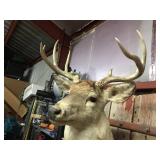 Impressive White Tail Buck Mount! Impressive White Tail Buck Mount!