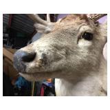 Impressive White Tail Buck Mount! Impressive White Tail Buck Mount!