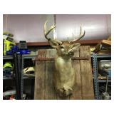 Impressive White Tail Buck Mount! Impressive White Tail Buck Mount!