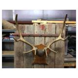 Nifty Elk Horn/Antler Mount - Nice Symmetry! Nifty Elk Horn/Antler Mount - Nice Symmetry!