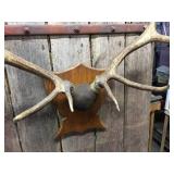 Nifty Elk Horn/Antler Mount - Nice Symmetry! Nifty Elk Horn/Antler Mount - Nice Symmetry!