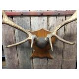 Nifty Elk Horn/Antler Mount - Nice Symmetry! Nifty Elk Horn/Antler Mount - Nice Symmetry!