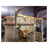 Nifty Elk Horn/Antler Mount - Nice Symmetry! Nifty Elk Horn/Antler Mount - Nice Symmetry!