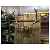 Nifty Elk Horn/Antler Mount - Nice Symmetry! Nifty Elk Horn/Antler Mount - Nice Symmetry!