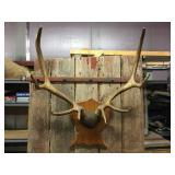 Nifty Elk Horn/Antler Mount - Nice Symmetry! Nifty Elk Horn/Antler Mount - Nice Symmetry!