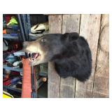 Black Bear Head Mount! Black Bear Head Mount!