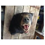 Black Bear Head Mount! Black Bear Head Mount!