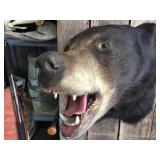 Black Bear Head Mount! Black Bear Head Mount!