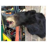 Black Bear Head Mount! Black Bear Head Mount!