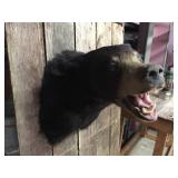 Black Bear Head Mount! Black Bear Head Mount!