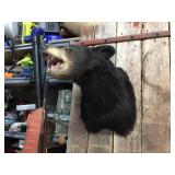Black Bear Head Mount! Black Bear Head Mount!