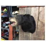 Black Bear Head Mount! Black Bear Head Mount!