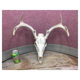 Whitetail Deer Skull/Antlers Whitetail Deer Skull/Antlers